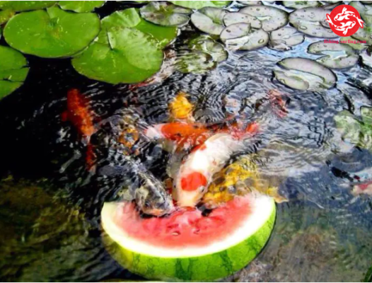 Koi fish what do they eat