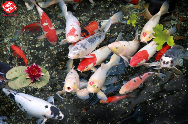 Koi fish what do they eat