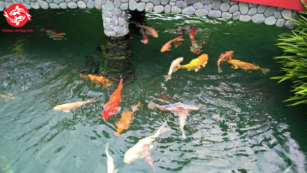 Koi fish what do they eat