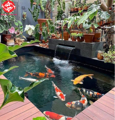 The Ultimate Guide to Koi Fish Tank Setup