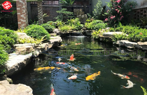 The Ultimate Guide to Koi Fish Tank Setup