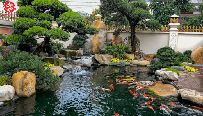 The Ultimate Guide to Koi Fish Tank Setup