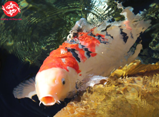 koi oxygen requirements 