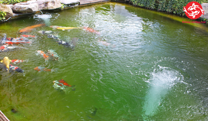 koi oxygen requirements 